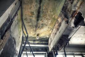 Why You Should Choose Our Mold Remediation Services in Verona, PA